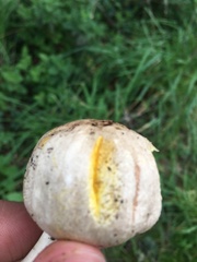 Agaricus xanthodermus