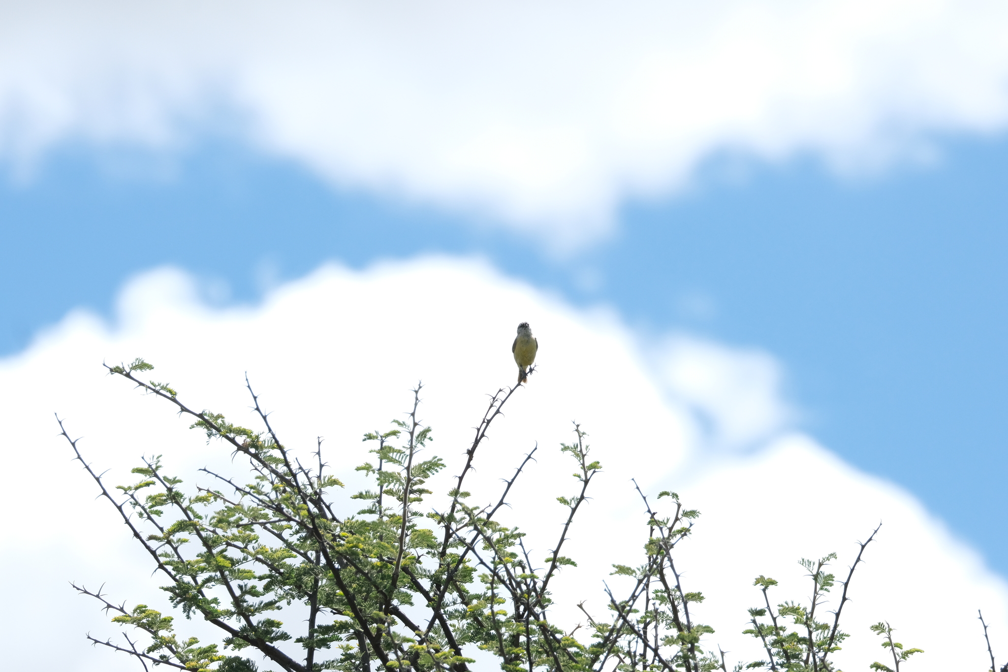 Cape Penduline Tit (Anthoscopus minutus), photo 7