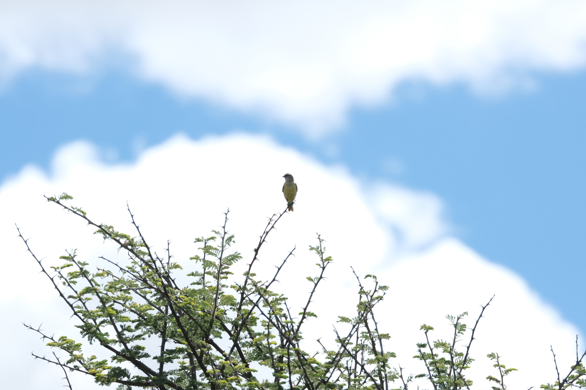 Cape Penduline Tit (Anthoscopus minutus), photo 8