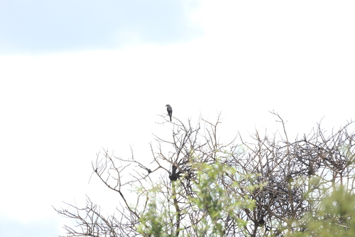 Lesser Grey Shrike (Lanius minor), photo 8