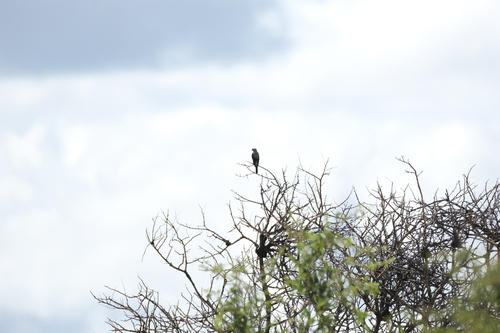 Lesser Grey Shrike (Lanius minor), photo 2