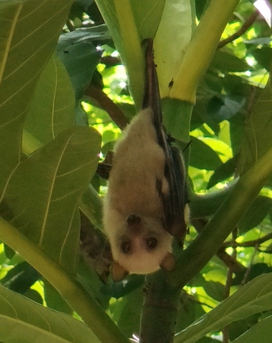 Little Golden-mantled Flying-fox (Pteropus pumilus) — Near Threatened Mammalia