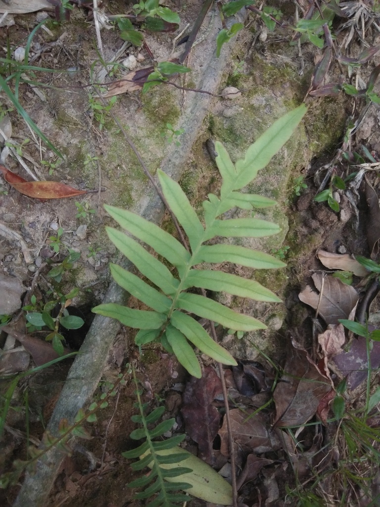 Drynaria delavayi