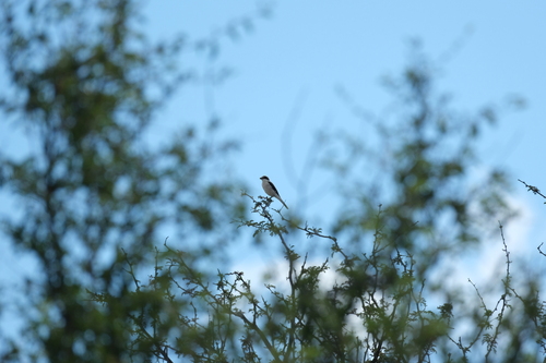 Lesser Grey Shrike (Lanius minor), photo 10