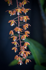 Eriopsis biloba