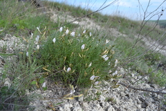 Astragalus ucrainicus