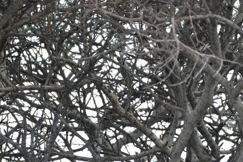 Cardinal Woodpecker (Dendropicos fuscescens), photo 5