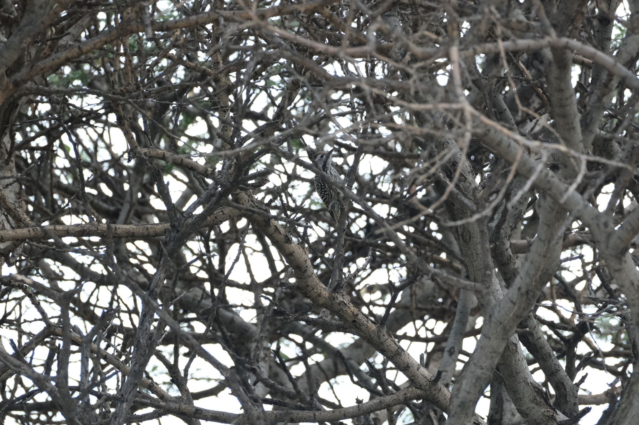 Cardinal Woodpecker (Dendropicos fuscescens), photo 5