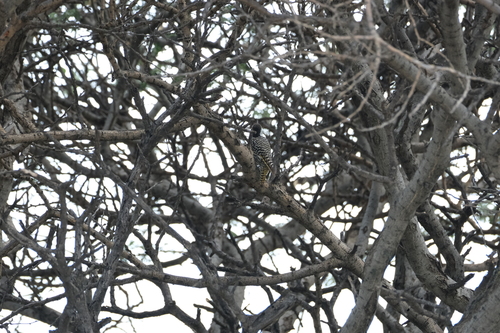 Cardinal Woodpecker (Dendropicos fuscescens), photo 4