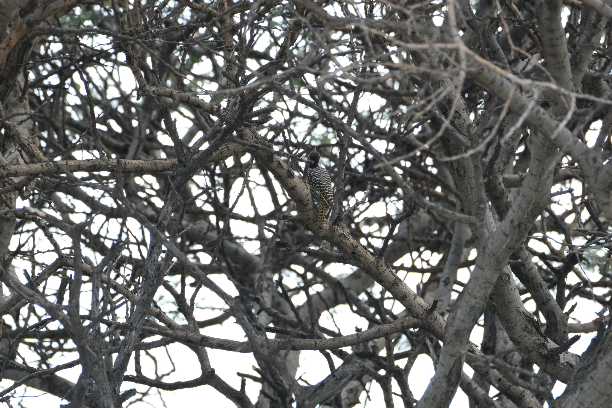 Cardinal Woodpecker (Dendropicos fuscescens), photo 4