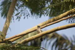 Pycnonotus barbatus