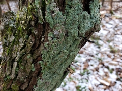Xylaria longiana