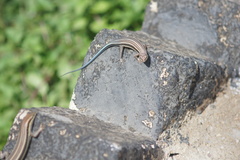 Trachylepis quinquetaeniata