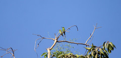 Merops viridissimus