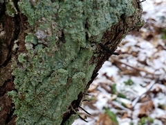 Xylaria longiana