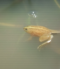 Occidozyga lima