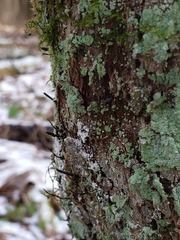 Xylaria longiana