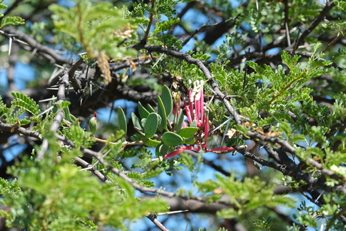 Namnambush (Tapinanthus oleifolius)