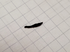 Xylaria longiana