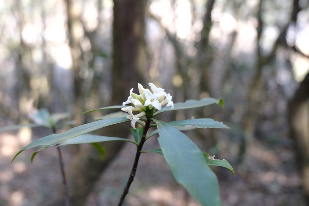 Daphne kiusiana; photograph (c) 王天明, some rights reserved (CC BY)