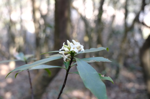White daphne (Daphne kiusiana)
