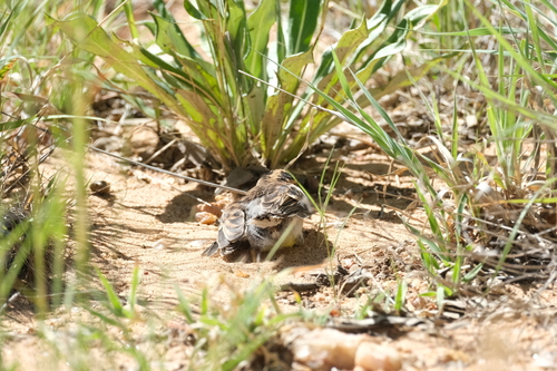 Golden-breasted Bunting (Emberiza flaviventris), photo 8