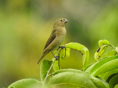 Sporophila luctuosa
