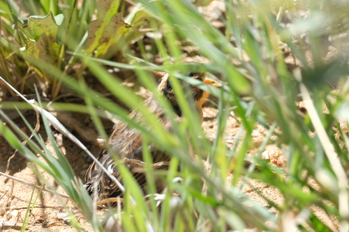 Golden-breasted Bunting (Emberiza flaviventris), photo 9
