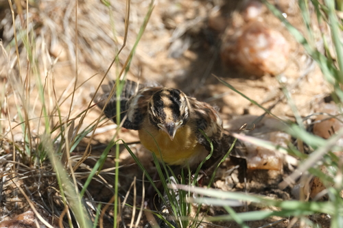 Golden-breasted Bunting (Emberiza flaviventris), photo 10