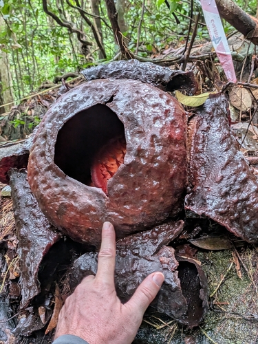 Rafflesia tuan-mudae (Rafflesia tuan-mudae)