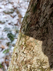 Xylaria longiana
