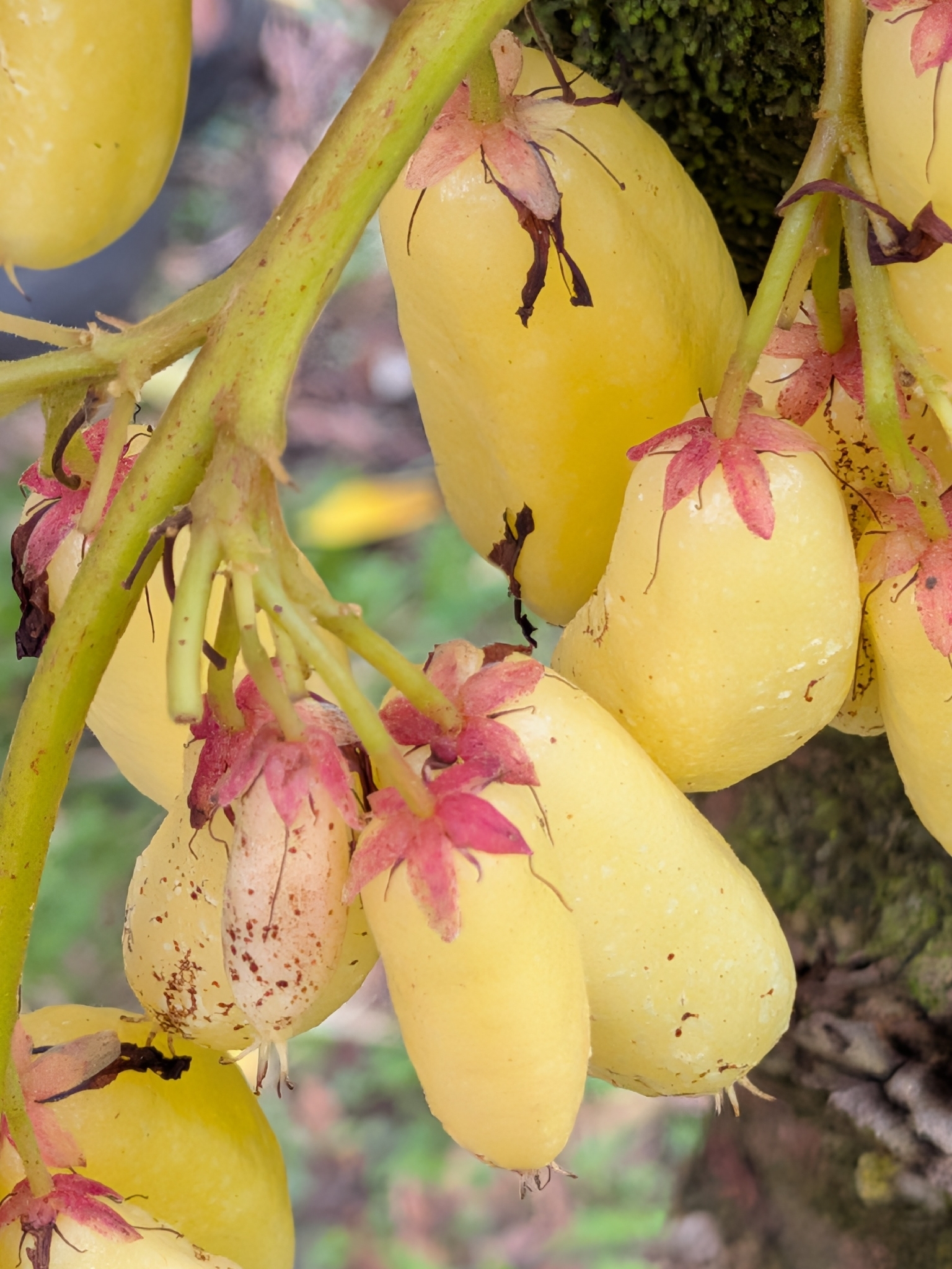 Bilimbi (Averrhoa bilimbi)