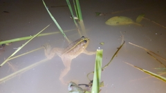 Occidozyga lima