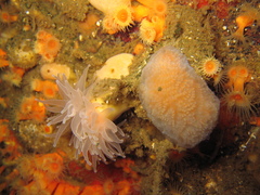 Aplidium variabile