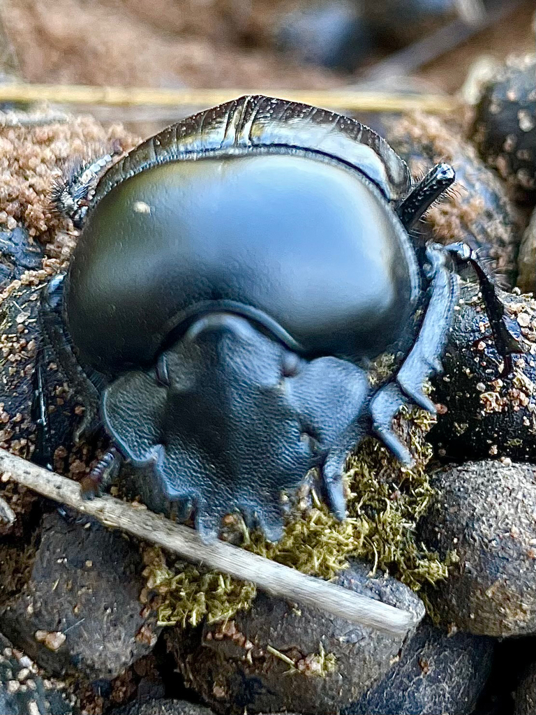 Scarabaeus galenus