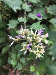 Gymnanthemum capense