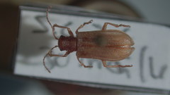Syneta ferruginea