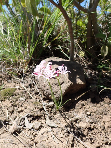Nerine masoniorum