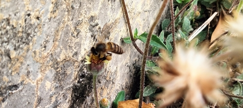 Asian Honey Bee