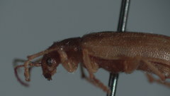 Syneta ferruginea