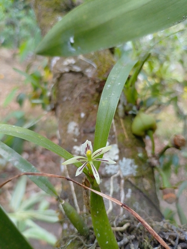 Prosthechea abbreviata observed 2026-02-18