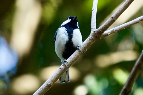 Asian Tit, Ayase, Kanagawa, JP, photo 9 of 10