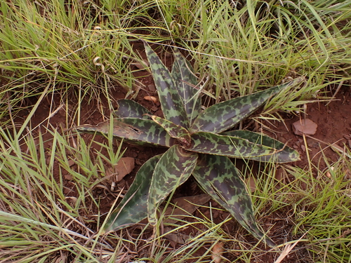 Ledebouria luteola
