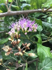 Gymnanthemum capense