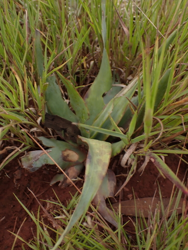 tough-leaved African hyacinth (Ledebouria marginata)