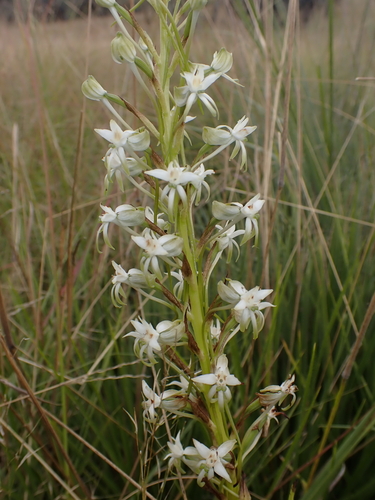 Robust Double Ghost Orchid (Habenaria afra)