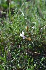 Astragalus ucrainicus