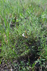 Astragalus ucrainicus