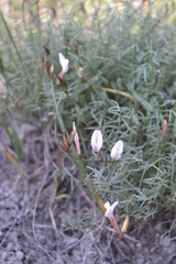 Astragalus ucrainicus