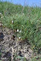 Astragalus ucrainicus